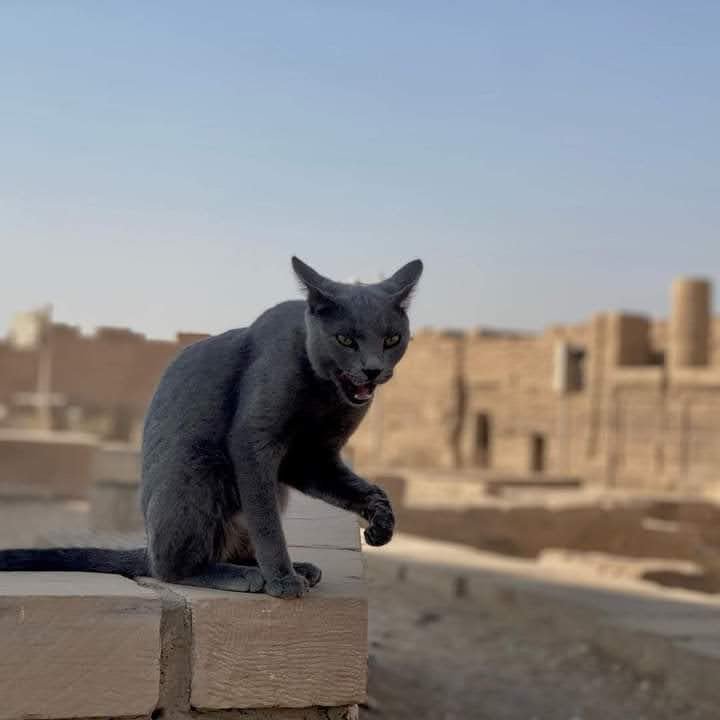 cats egyptian gods